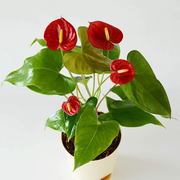 Anthurium Red Live Plant With Self Watering Pot